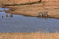 Le phacochère, à l'encolure épaisse et peu mobile, doit s'agenouiller pour boire Phacochère, Afrique du Sud, point d'eau 